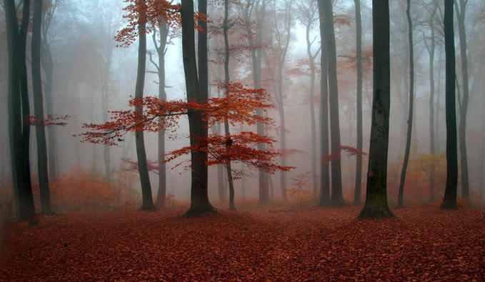 foggy-autumn